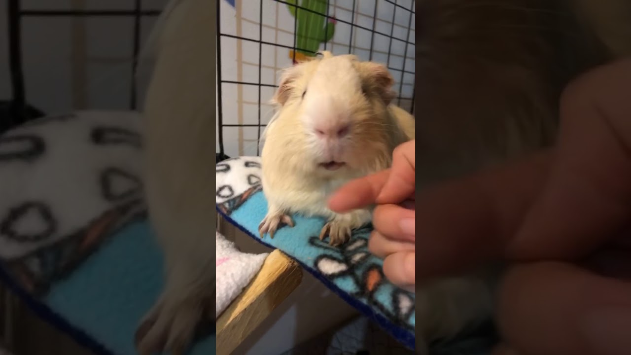 Guinea pig chin rubs YouTube