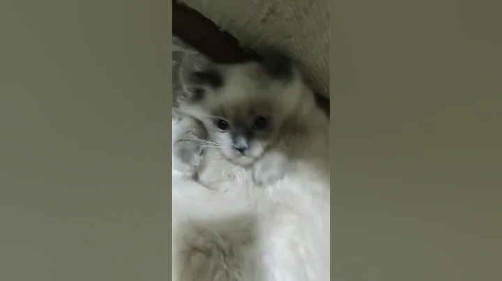 Video 11874301: ragdollcat cat, beautiful cat