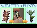 DATTERO fai nascere una piantina a costo zero