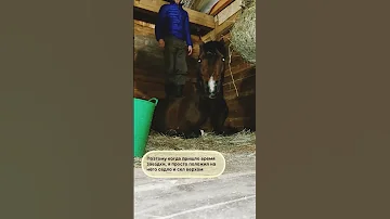 Легкий способ заездки лошади под седло #лошади