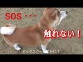 SOS 触れない柴犬連れて帰りました