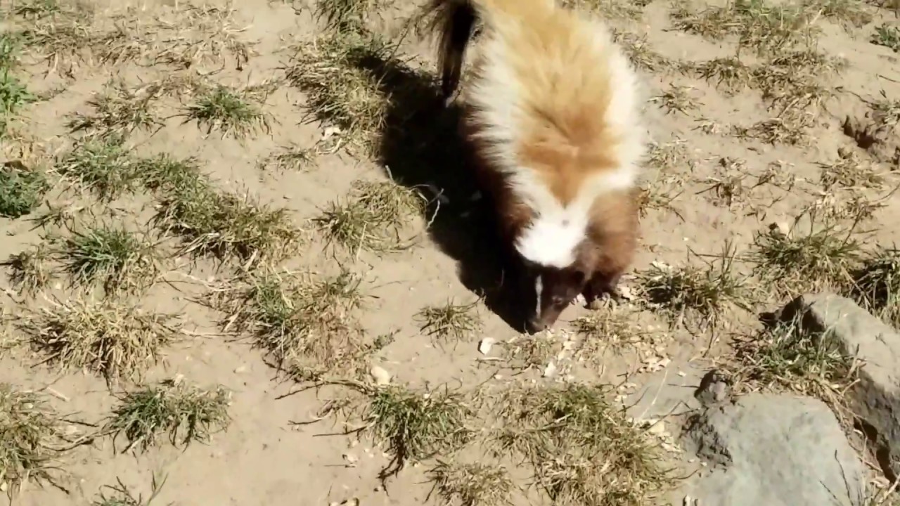 beobachtungskriterien der haut Der Streifenskunk