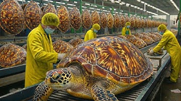 FULL PROCESS: Inside the Turtle Shell Factory — From Turtle Shells to Luxury Items