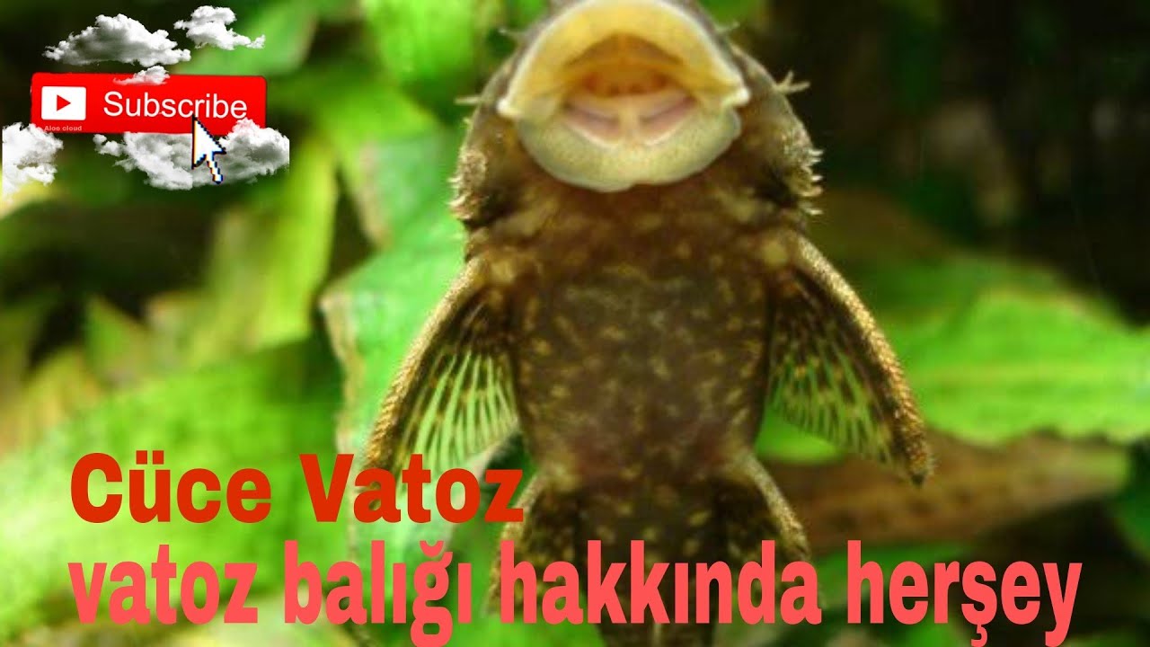 Cüce vatoz ve vatoz balıkları hakkında herşey