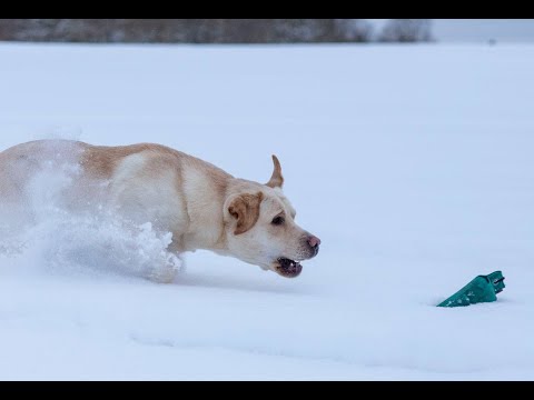 Video: Kolapsi Gjatë Stërvitjes Në Labrador Retrievers