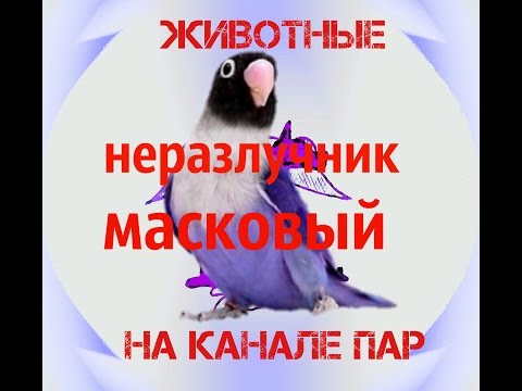 Домашние животные.Неразлучник Масковый