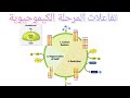 تفاعلات المرحلة الكيموحيوية مراحل التركيب الضوئي بكالوريا