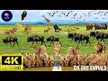 4K African Wildlife: Lake Manyara National Park - Beautiful Wild Animal Movies With Real Sound