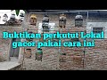 Buktikan Perkutut Lokal Gacor Pakai Cara ini❗❗