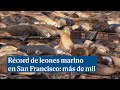 Más de mil leones marinos llegan a San Francisco, la cifra más alta en 15 años