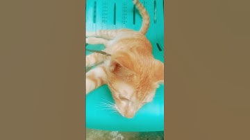 lazy cat 😸 #catvideos  #cat #short #shortsfeed #shortvideo #shorts