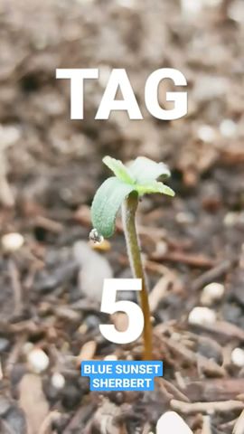 Schnelles Wachstum! 🚀🥦 #grow Tag 5🌱