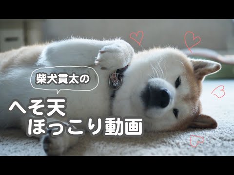 柴犬貫太のへそ天ほっこり動画♪