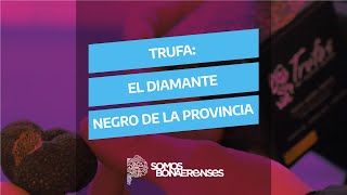 TRUFA EL DIAMANTE NEGRO DE LA PROVINCIA