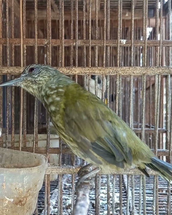 Cara bedakan jantan burung cocak Bayaman akurat..