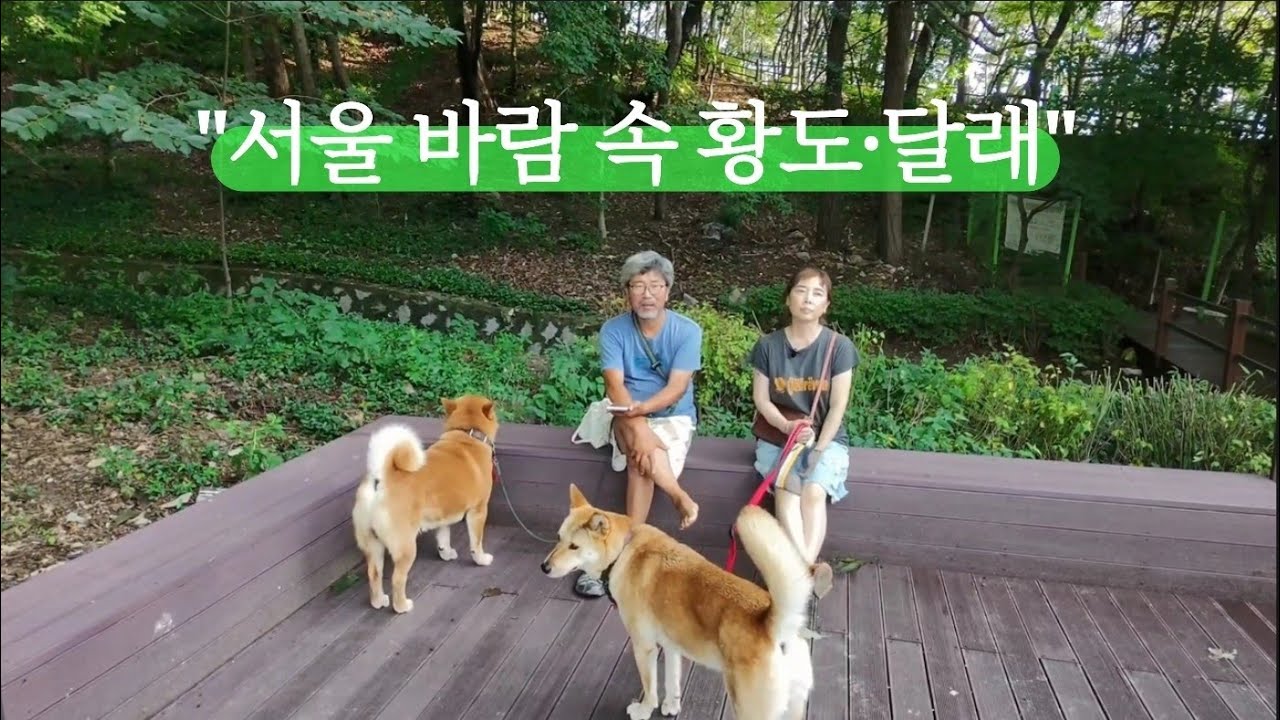 서울 휴가 나온 황도와 달래, 푹 쉬다 다시 황도로 - YouTube