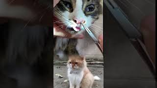 Vet Carefully Treats Cat’s Nose Infection 😿❤️ #cat #rescue