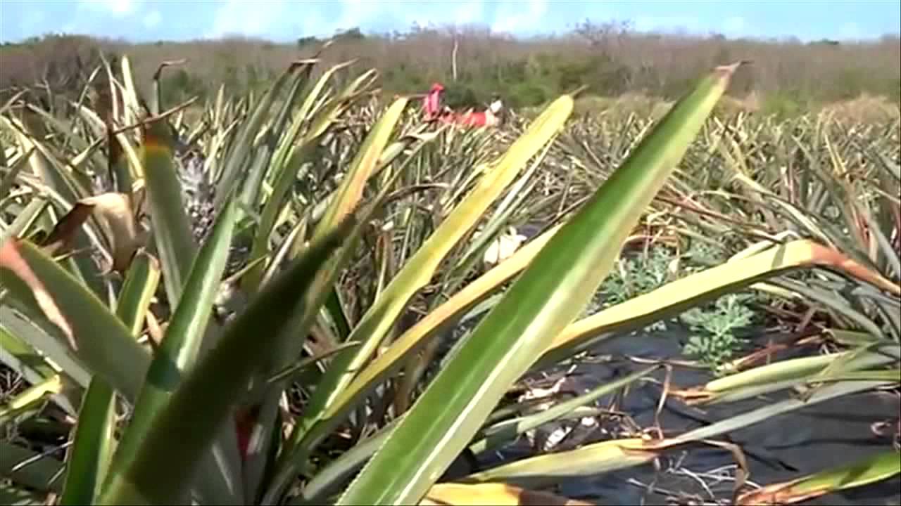 TTAug1514, Eleuthera Pineapple Farmer YouTube