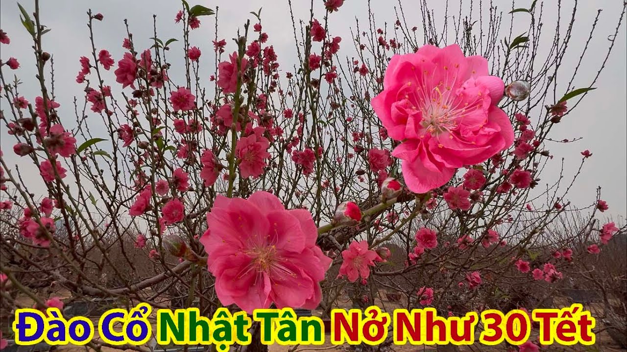 Tết Hà Nội 2025 - Ngất Ngây Lạc Giữa Hơn 500 Gốc  Đào Cổ Nhật Tân