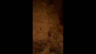 Bent wing bats in the Capricorn Caves