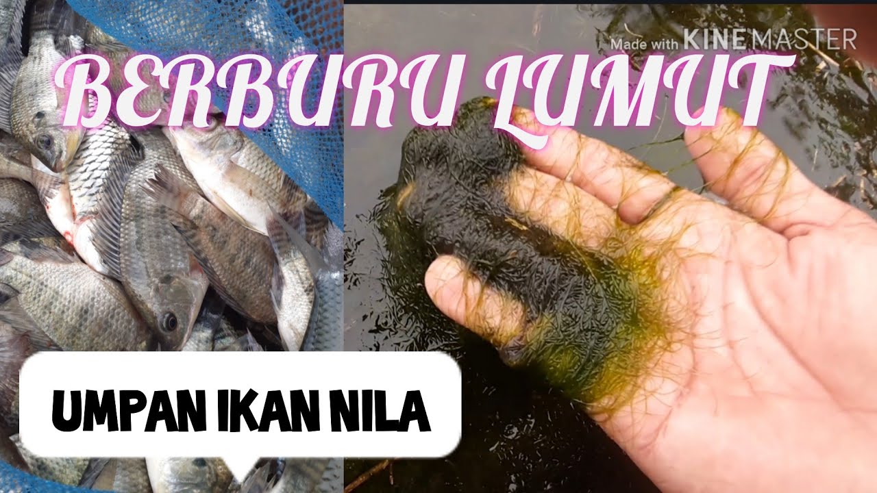 Lumut segar umpan ikan nila