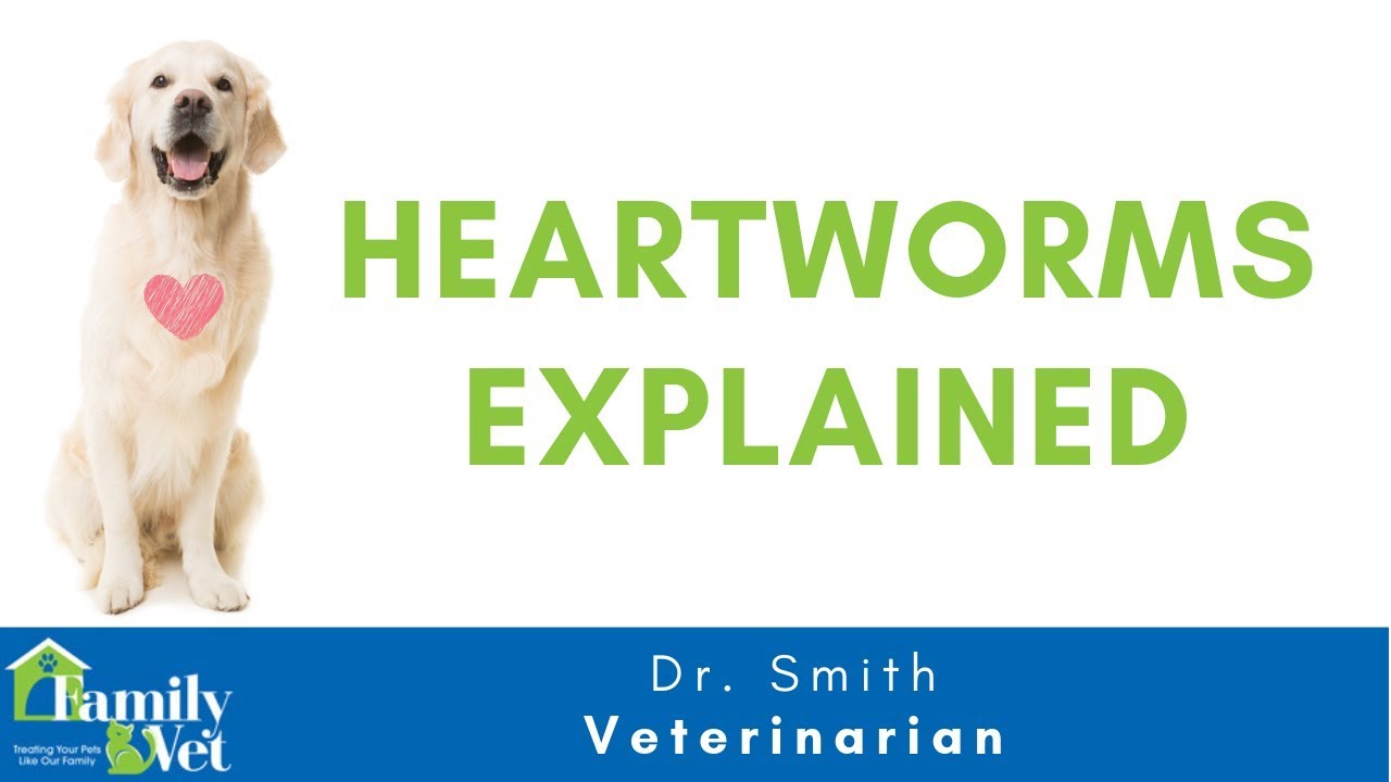 Heartworms in Dogs and Cat Explained by Dr. Smith YouTube