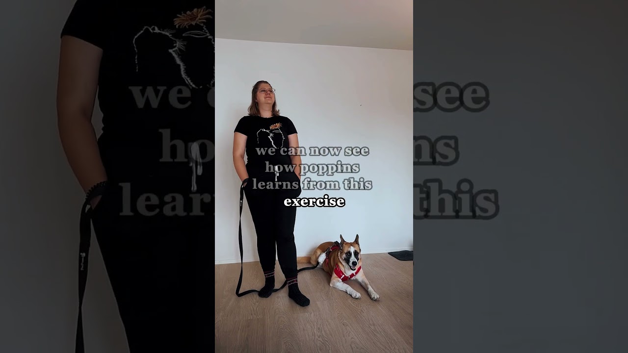 Behavioral Down: our game-changer for dog anxiety! #dogtraining #anxiousdog  #pettips