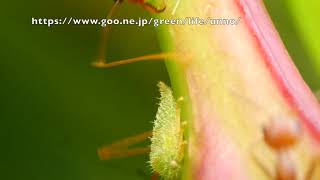 ツノゼミとツムギアリ Weaver ant get honeydew from Treehopper