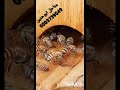 مناحل ابوحنين 