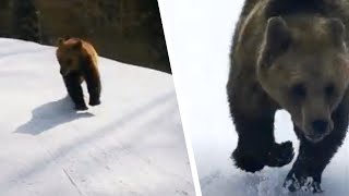 L'uomo sugli sci viene inseguito da un orso. Nessuno avrebbe immaginato che andasse a finire così!