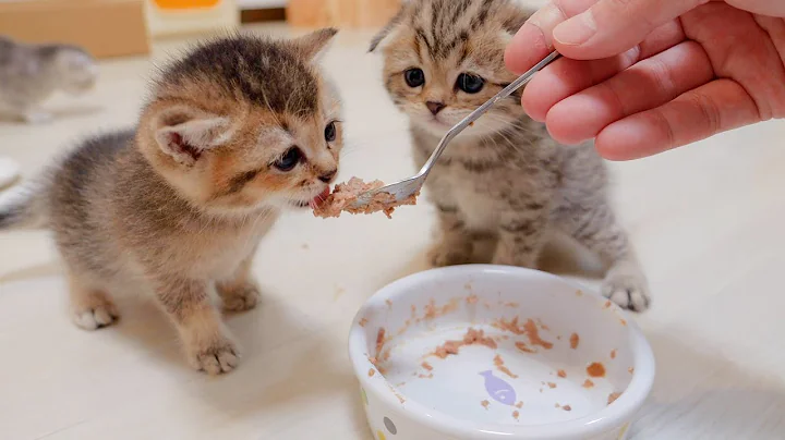 Watch the video about That's mine! ? A cute kitten whose dinner was taken away by his voracious brother cat.