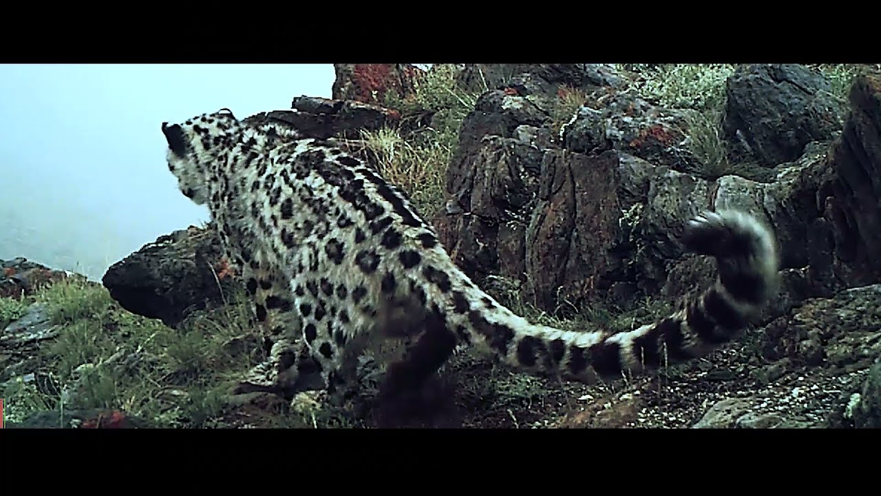 Ирвэсийн амьдрал баримтат кино