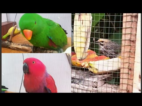 Kasi Makan Peliharaan Burung Cucak Rowo Nuri Papua Burung Beo