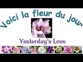 Yesterday's Love, La fleur du jour de ma collection de plantes violettes africaines