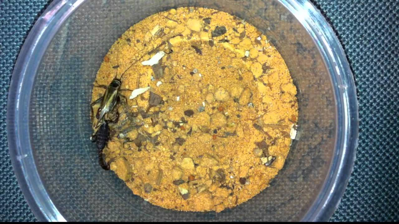 Little C. Squama scorpion takes down big cricket