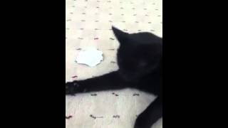 Cat tries to eat weegee