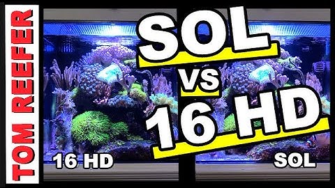 Reef Tank - NEW AI PRIME SOL - VS - PRIME 16HD - WOW!  - 2 PERFECT FISH FOR YOUR 10G!