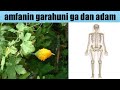 Amfanin Garahuni Ga Dan Adam