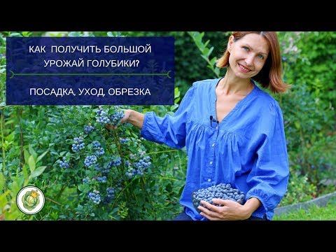 Видео: Выращивание съедобного таро в саду - Советы по сбору корней таро
