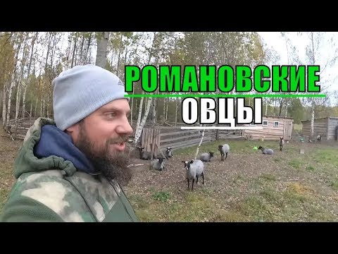 Вопрос: Может ли овечка охрипнуть от своего крика?