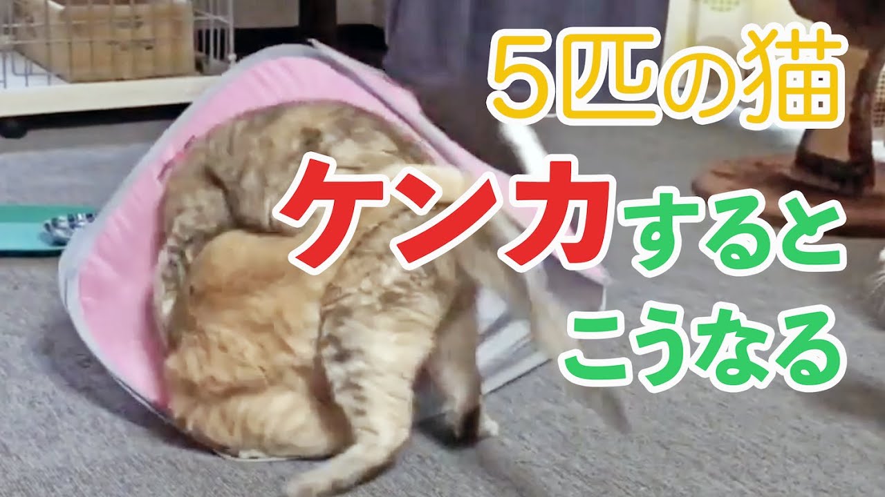 喧嘩するとこうなる 猫の多頭飼い 喧嘩後の猫たちの行動が面白すぎた Youtube