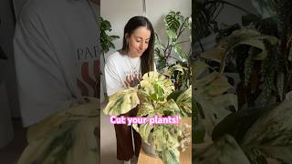 Why I chop my plants? Say it with me, to promote new growth!