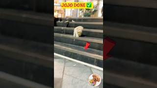 Jojo Poodle | Dog lovers | Intelligent poodle | Poodle world wide | Dog training | Pawan jojo | Dog