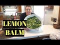 Money Saving Herb Lemon Balm (Homestead Tessie Simple Mobile Home Living)