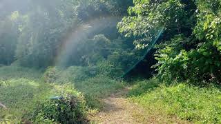 clementi forest