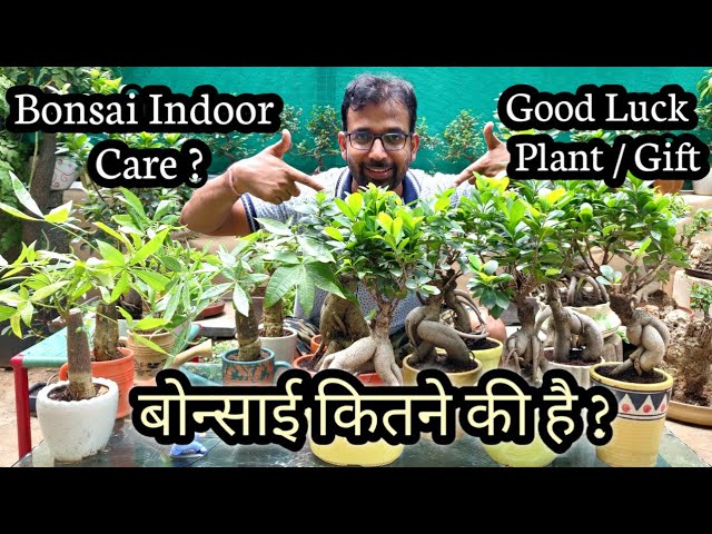 Buy Grafting Ficus Plants (Gift Good Luck Potted Plant) | Indoor Bonsai Tree  Care Guidelines - Youtube