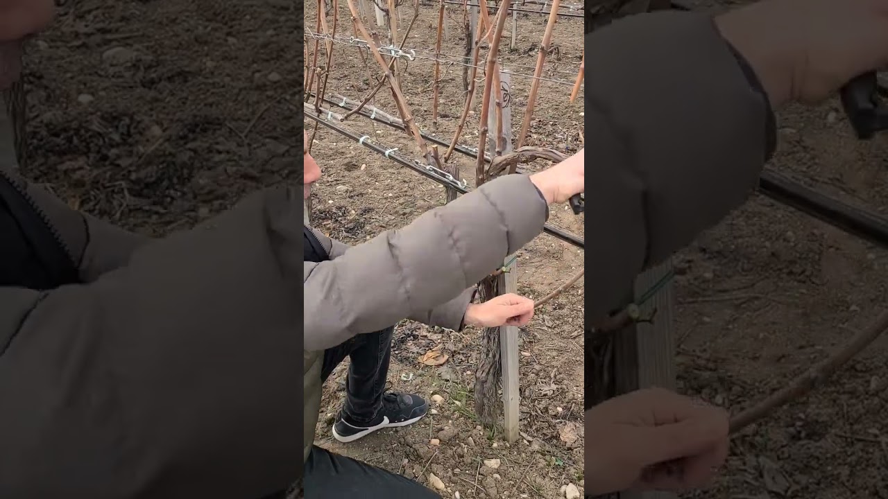 Totul despre tăierea viței-de-vie si formarea butucului.