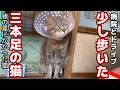 【猪の罠にかかって脚を失った猫】三本足で少し歩けるようになりました。病院とドライブに行った日