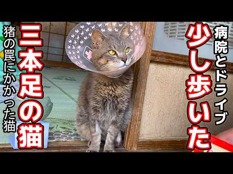 にゃんちゃんず - YouTube にゃんちゃんず - YouTube