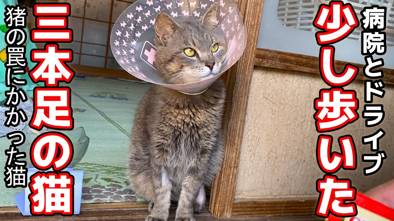 【猪の罠にかかって脚を失った猫】三本足で少し歩けるようになりました。病院とドライブに行った日